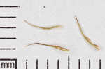 Longhair sedge